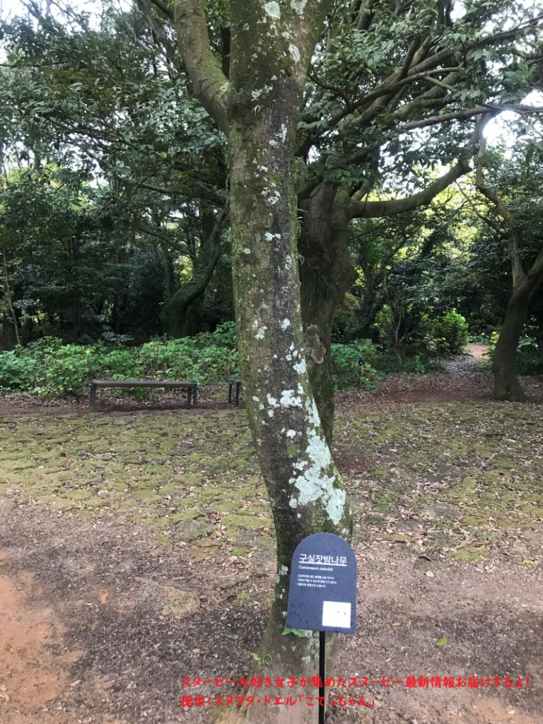 スヌーピーガーデン・植物の説明3