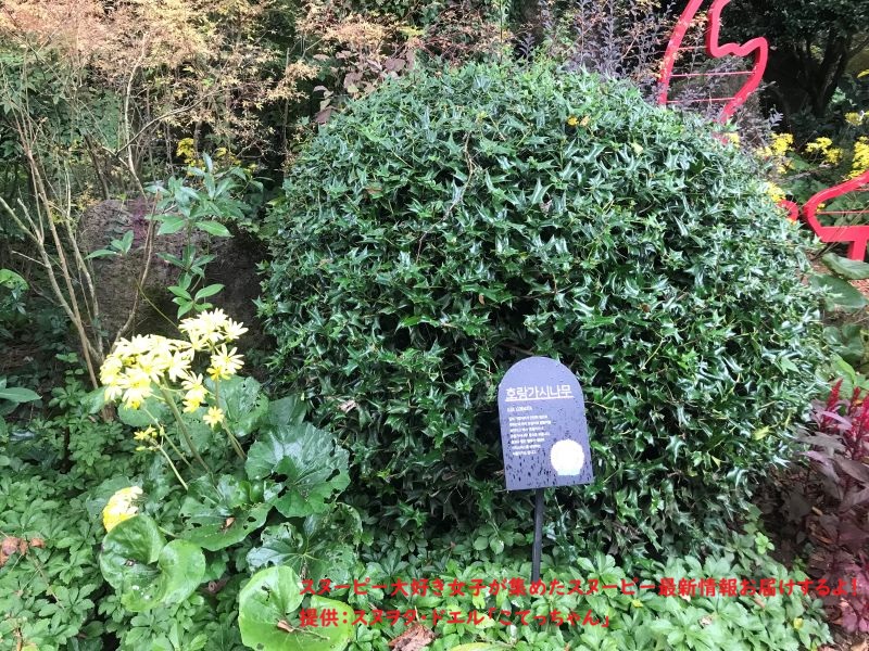 スヌーピーガーデン・植物