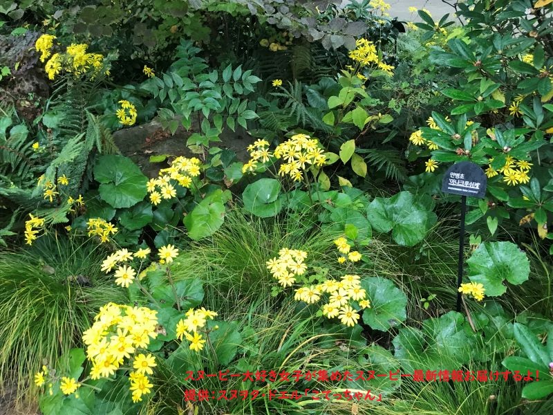 スヌーピーガーデン・植物たち6