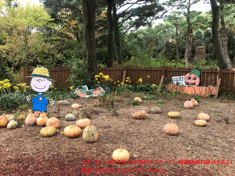 スヌーピーガーデン・パンプキン畑2